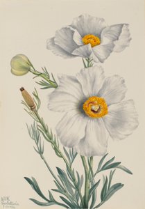 Pavot Matilija Romneya coulteri - Mary Vaux Walcott
