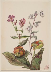 Rhexia virginica, Nabalus albus, Sarracénie pourpre (Sarracenia purpurea). - Mary Vaux Walcott