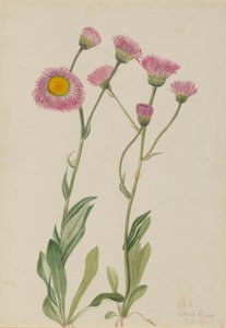 Vergerette des prés (Erigeron speciosus) - Mary Vaux Walcott