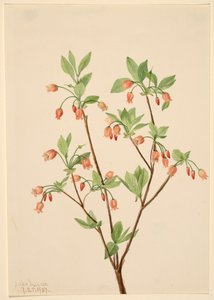 Menziesea glabella - Mary Vaux Walcott