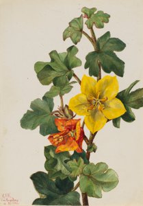 Fremontia mexicain (Fremontodendron mexicanum) - Mary Vaux Walcott