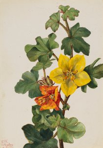 Fremontia mexicaine Fremontodendron mexicanum, 1926 - Mary Vaux Walcott
