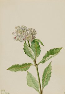 Asclépiade (Ascelpias) - Mary Vaux Walcott