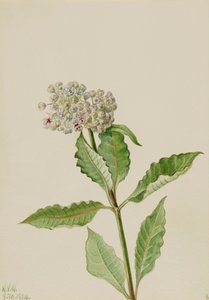 Asclépiade, 1924 - Mary Vaux Walcott
