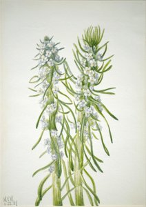 Chandelle des mineurs (Oreocarya virgata) - Mary Vaux Walcott