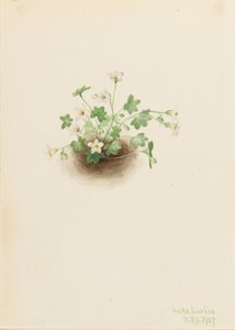 Demoiselle de brume (Romanzoffia sitchensis)