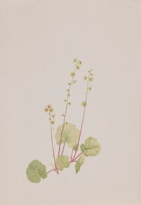 Mitella nuda, vers 1900-1920 - Mary Vaux Walcott