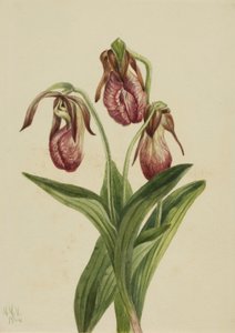 Fleur de Mocassin Cypripedium acaule