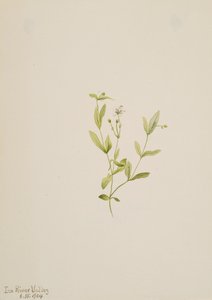 Moehringia laberiflora, 1904 - Mary Vaux Walcott