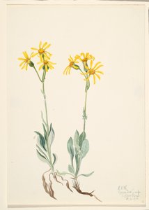 Parnassie de montagne - Mary Vaux Walcott
