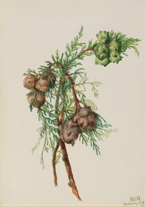 Cyprès de Monterey Cupressus macrocarpa, 1936 - Mary Vaux Walcott