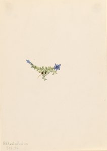 Gentiane moussue (Gentiana prostrata) - Mary Vaux Walcott