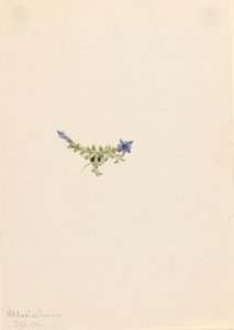 Gentiane mousseuse Gentiana prostrata, 1916 - Mary Vaux Walcott
