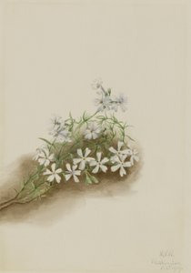 Rose mousse (Phlox subulé) - Mary Vaux Walcott