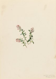 Airelle de montagne (Vaccinium vitisidaea minus) - Mary Vaux Walcott