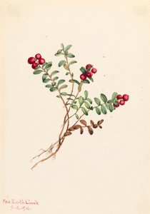 Airelle des montagnes - Mary Vaux Walcott