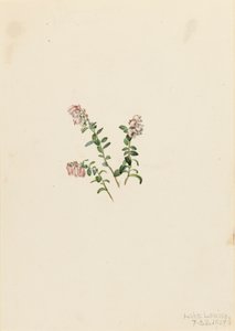 Canneberge des montagnes