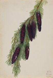 Tsuga mertensiana, 1923
