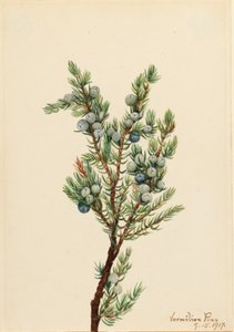 Genévrier de montagne (Juniperus sibirica) - Mary Vaux Walcott