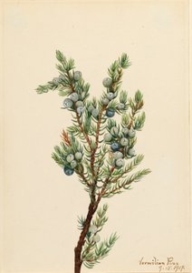 Genévrier de montagne Juniperus sibirica, 1917