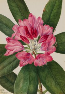 Rhododendron de montagne Rhododendron catawbiense, 1932 - Mary Vaux Walcott