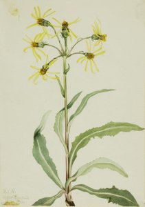 Senecio lugens (Senecio lugens) - Mary Vaux Walcott