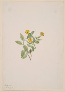 Fleur de musc (Mimulus moschatus) - Mary Vaux Walcott