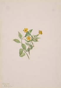 Fleur de musc Mimulus moschatus, 1911 - Mary Vaux Walcott