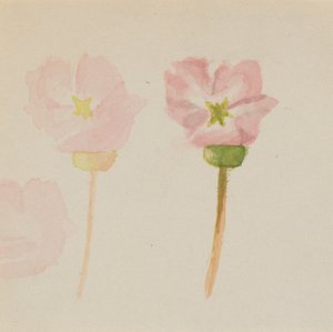 "Ma première peinture - Mary Vaux Walcott