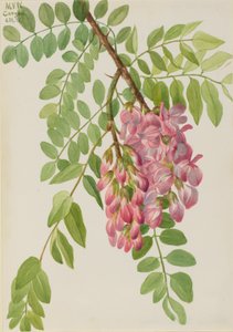 Robinier de la Nouvelle-Mexique - Mary Vaux Walcott
