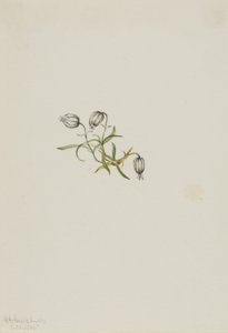Lychnis apetala (Lychnis apetala)