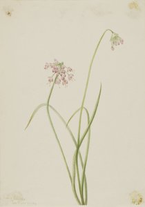 Oignon nain (Allium cernuum) - Mary Vaux Walcott