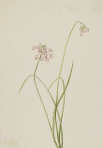 Allium cernuum, 1901 - Mary Vaux Walcott