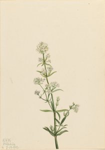 Gaillet gratteron (Galium boreale) - Mary Vaux Walcott