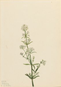 Gaillet boréal, 1922 - Mary Vaux Walcott