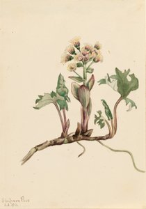 Pétasite hyperbore (Petasites hyperboreus) - Mary Vaux Walcott