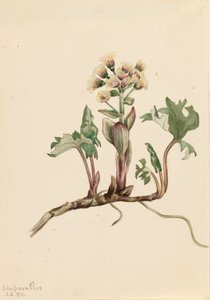 Pétasite du Nord Petasites hyperboreus - Mary Vaux Walcott