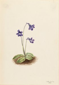 Grassette commune Pinguicula vulgaris, 1903