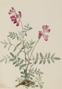 Hedysarum boréal (Hedysarum boreale) - Mary Vaux Walcott