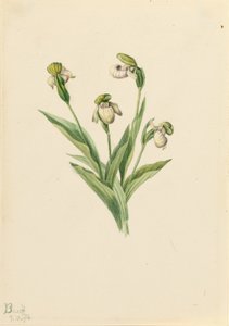 Cypripède du Nord (Cypripedium passerinum)