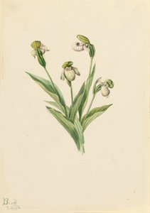 Sabot de la dame du Nord Cypripedium passerinum, 1916