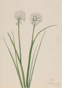 Oignon du Nord Allium sibiricum, 1920 - Mary Vaux Walcott