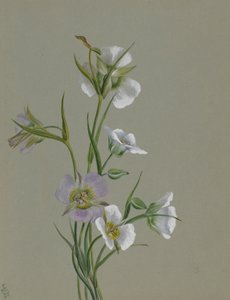 Sur la route des monuments - Mary Vaux Walcott