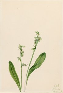 Orchidée des marais à une feuille Habenaria obtusata, 1922 - Mary Vaux Walcott