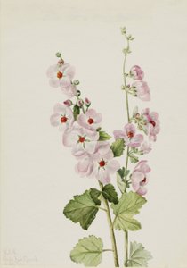 Globemallow à œil orange Sphaeralcea davidsonii, 1926 - Mary Vaux Walcott