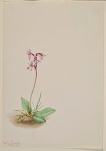 Orchis (Orchis rotundifolia) - Mary Vaux Walcott