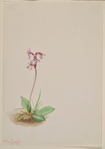Orchis Orchis rotundifolia, 1916