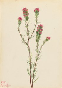 Orthocarpe (Orthocarpus tenuifolius) - Mary Vaux Walcott
