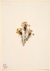 Orthocarpus erianthus (Orthocarpus erianthus) - Mary Vaux Walcott
