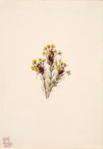 Trèfle des hiboux Orthocarpus erianthus, 1935 - Mary Vaux Walcott